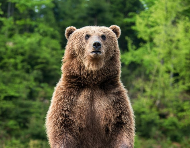There's More than One Bear